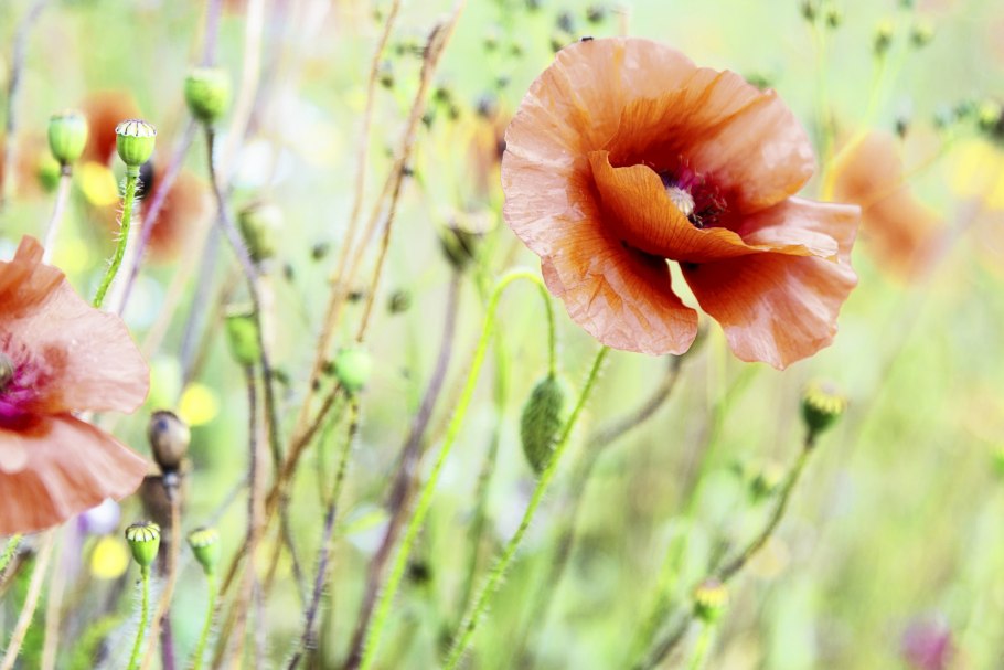 Бостон цветы