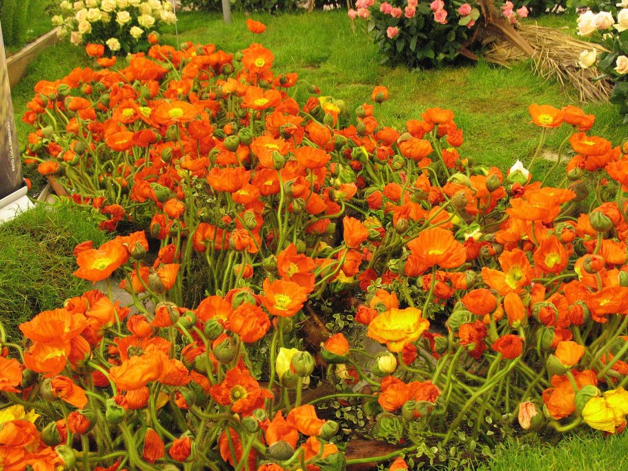 Аммония цветок посадка