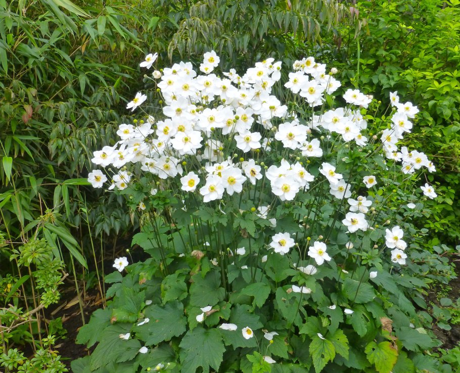 Анемона войлочная