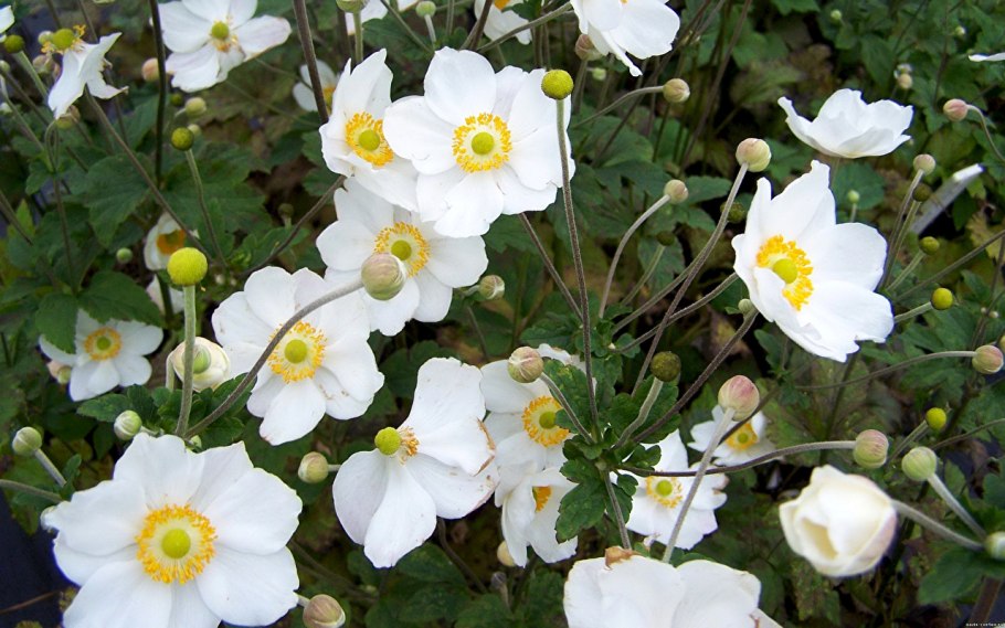 Анемона Левелли