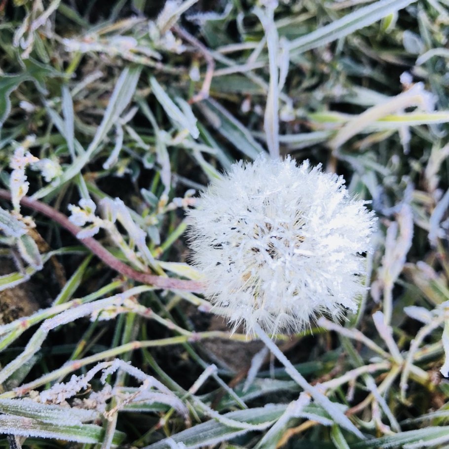 Гортензия пластинчатая