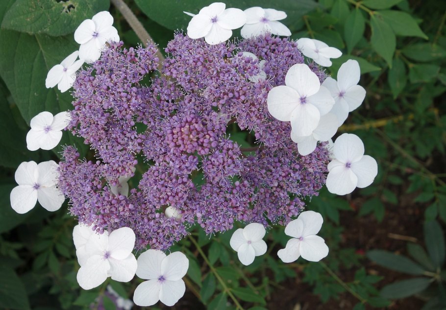 Анемона кустарниковая