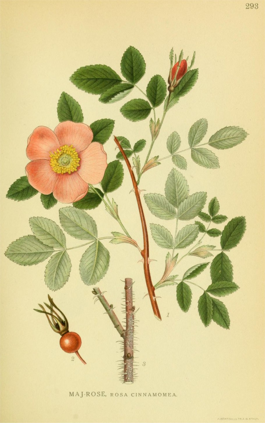 Шиповник коричный (Rosa cinnamomea)