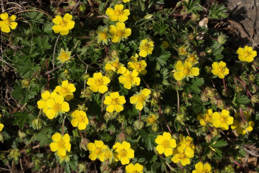 Гравилат городской (Geum urbanum)