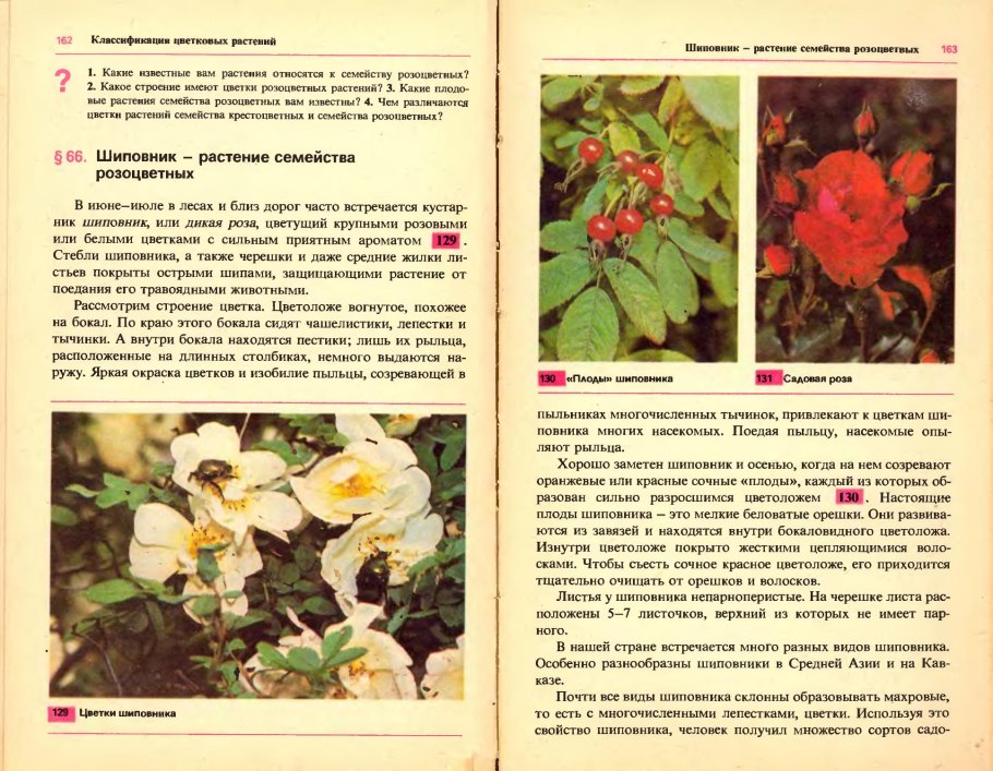 Шиповник иглистый ГФ