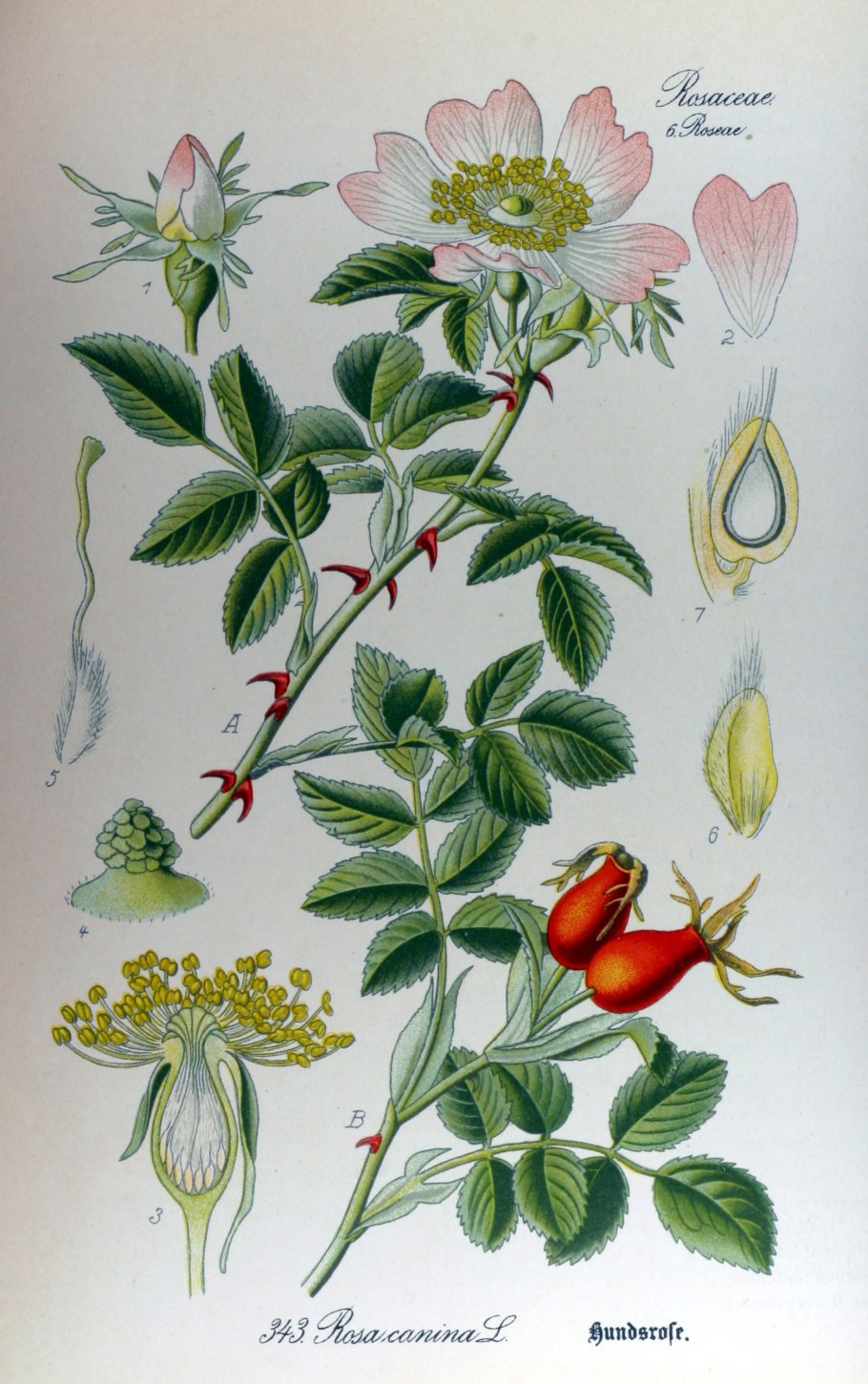 Шиповник коричный ( роза коричная)