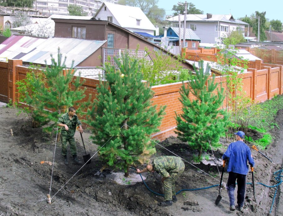 Можжевельник казацкий и спирея