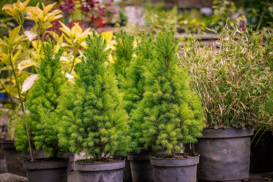 Туя розмарин миксбордер