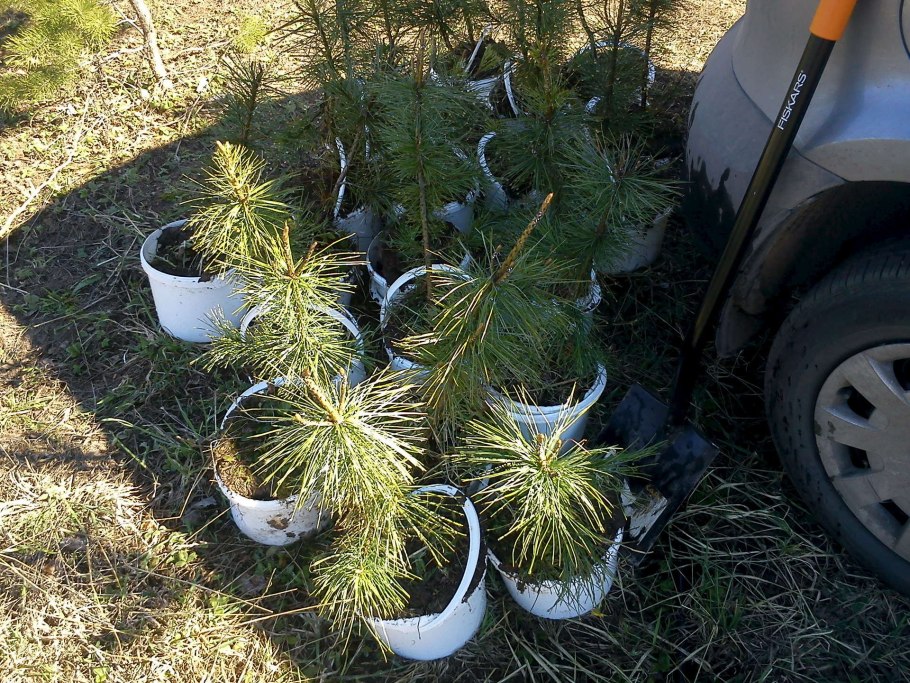 Саженцы сосны сеянцы