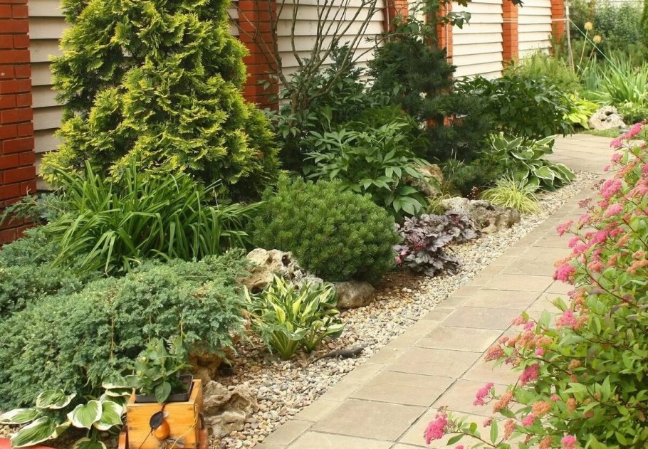 Саженцы сосны на участке