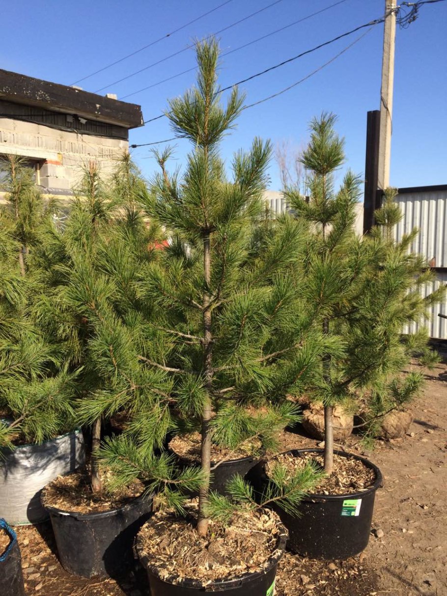 Стрижка елки из леса