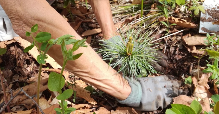 Посадка деревьев в саду