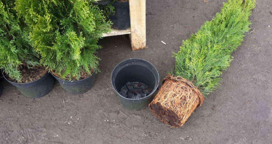 Саженцы кедра на участке