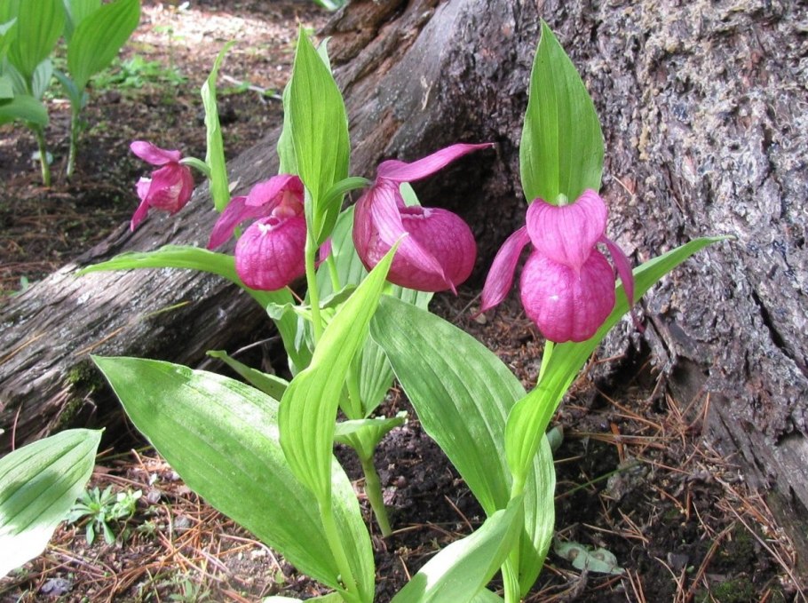 Флора баргузинского заповедника