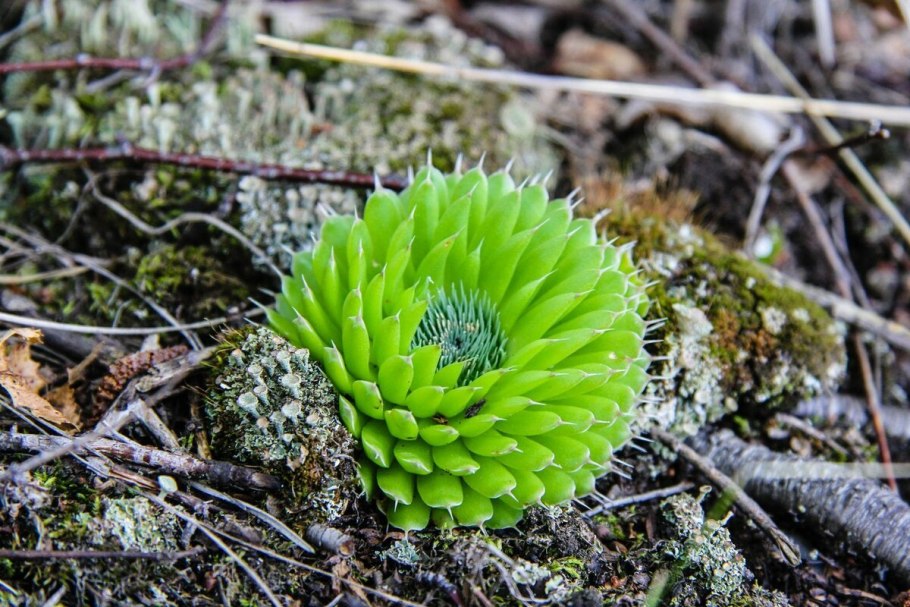 Байкал Флора Иркутск