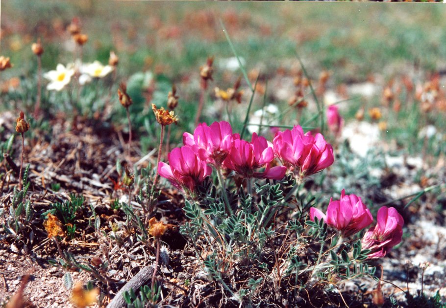Рододендрон Даурский