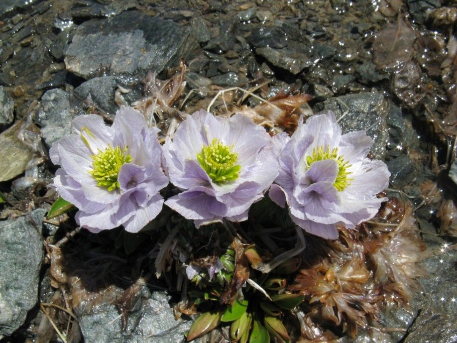 Спорогий Polytrichum commune