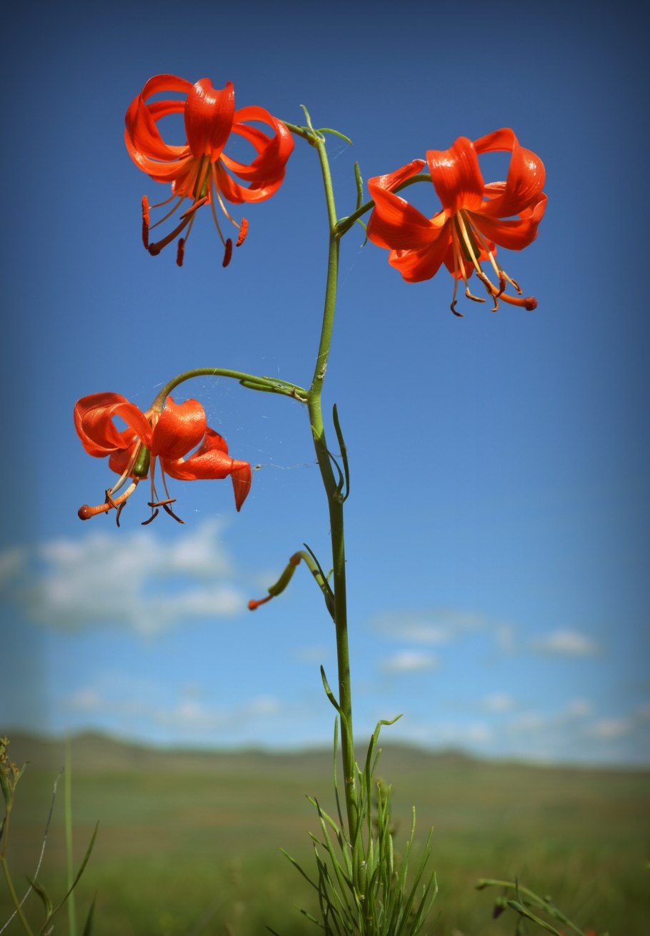 Ергаки багульник