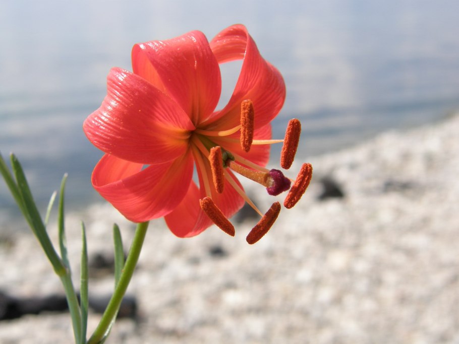 Остролодочник Турчанинова