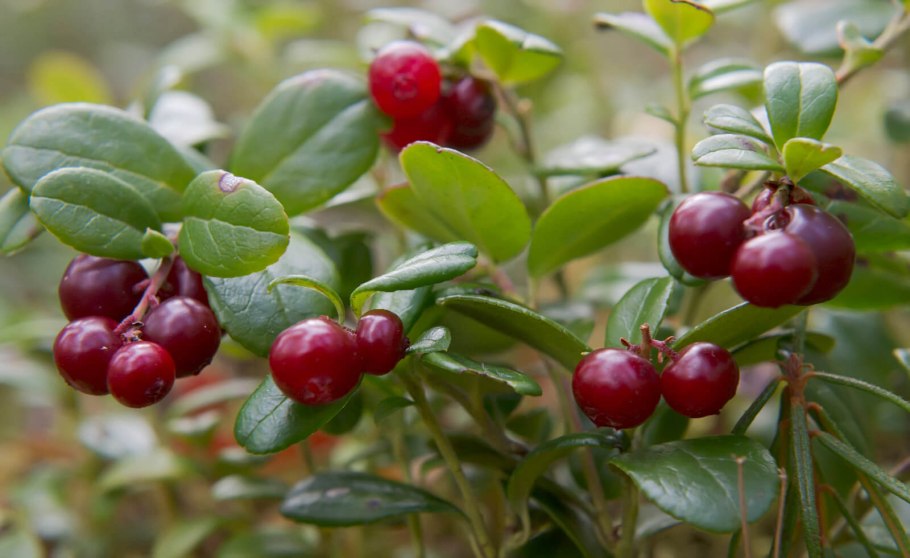 Флора баргузинского заповедника
