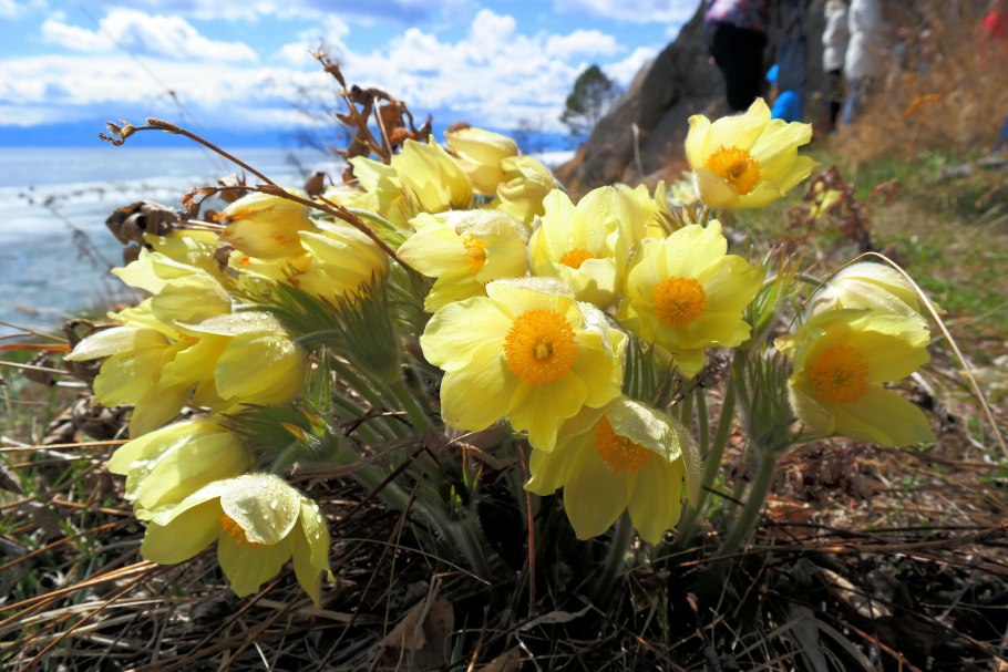 Лилия саранка красная