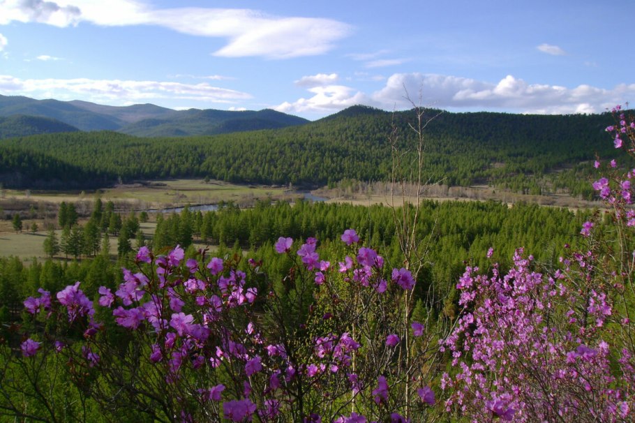 Плаун Баранец