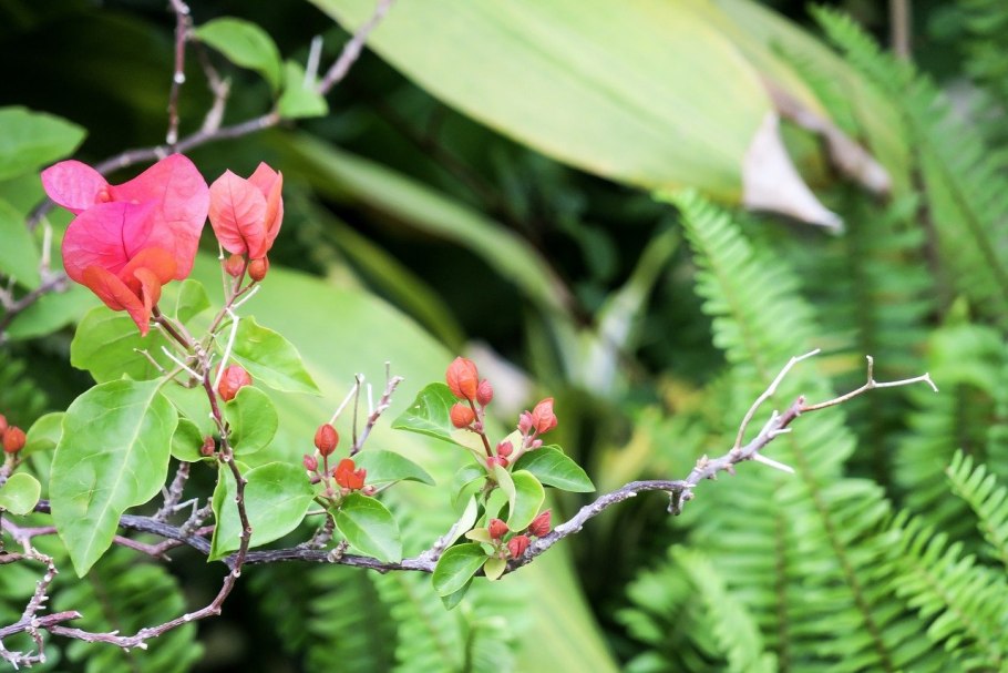 Саранка Байкальская цветок