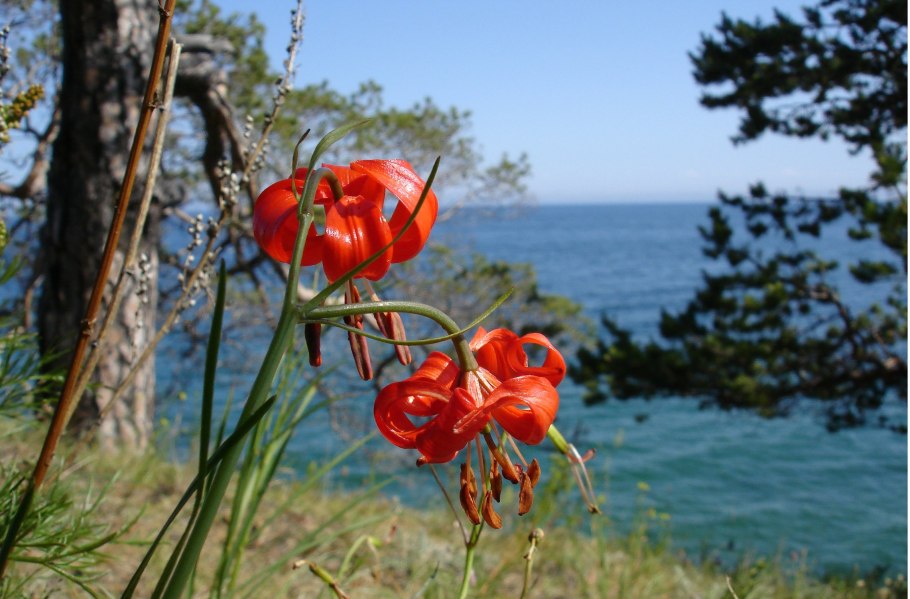 Растения эндемики озера Байкал