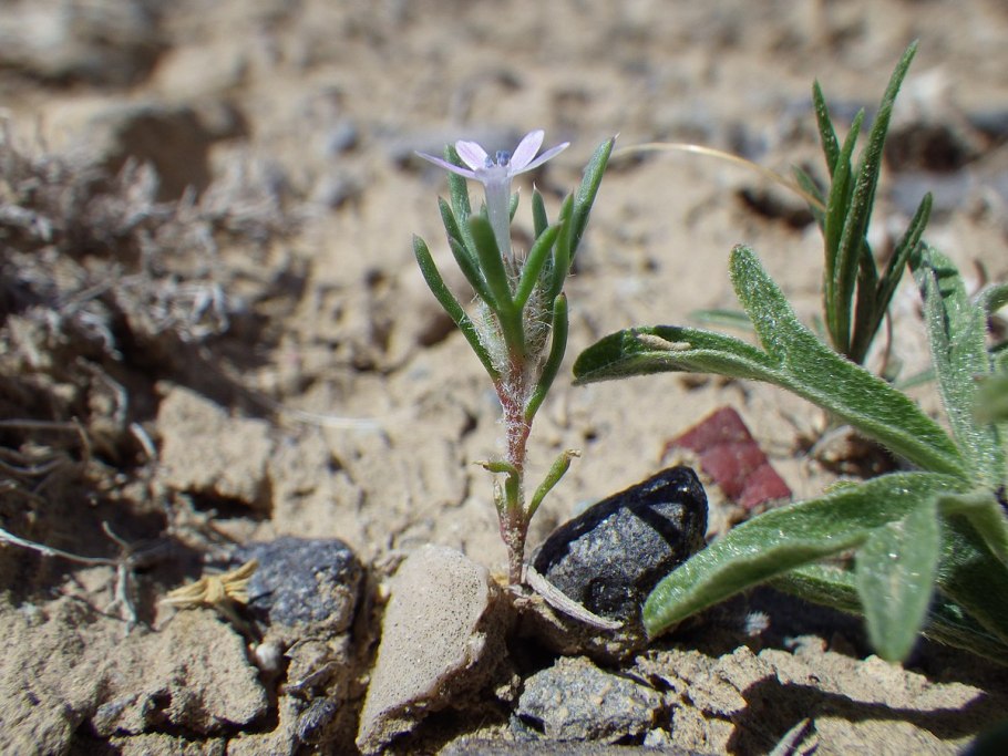 Бадан толстолистный (в. crassifolia)