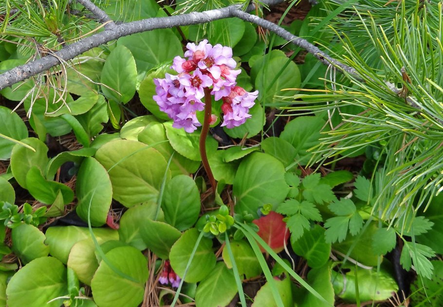 Купальница лиловая -Trollius lilacinus