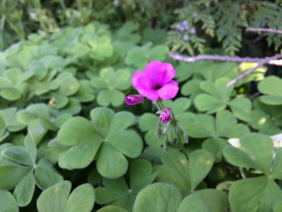 Лилия пенсильванская Даурская