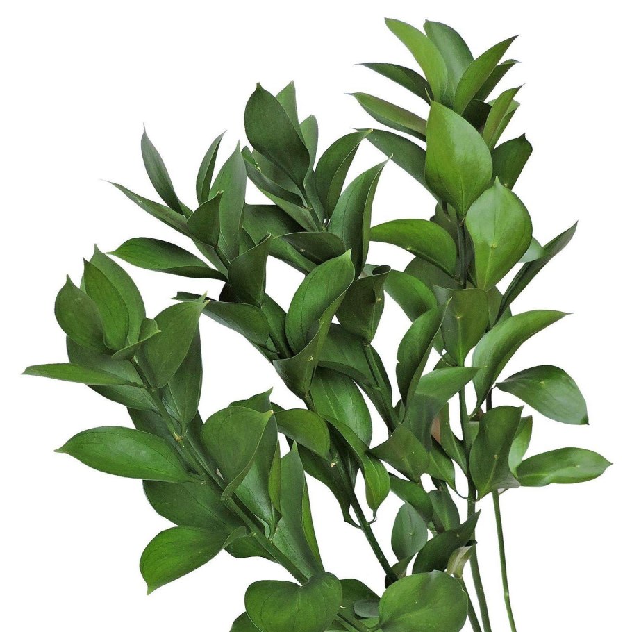 Зелень Рускус Сочинский