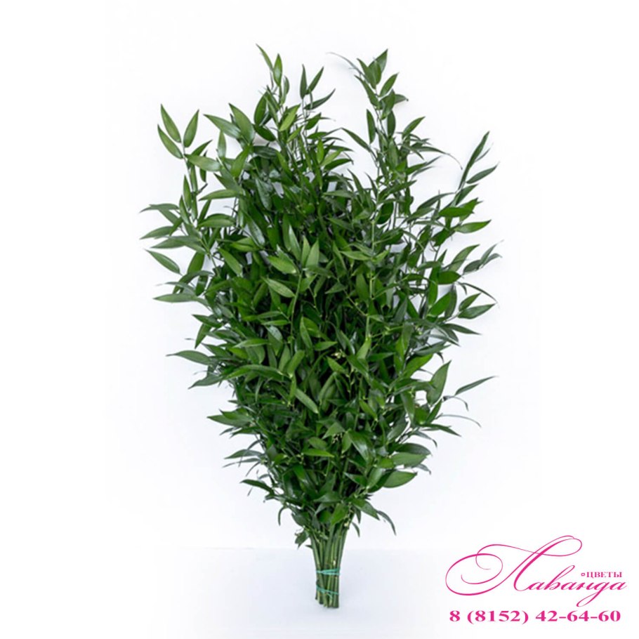 Рускус мелколистный