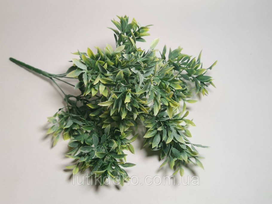 Рускус израильский