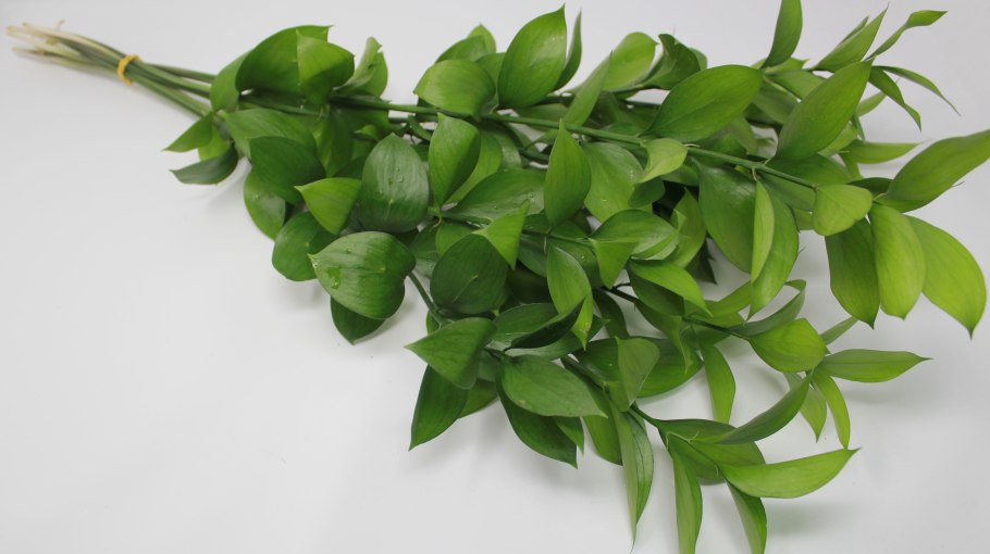 Листья Рускус Италия