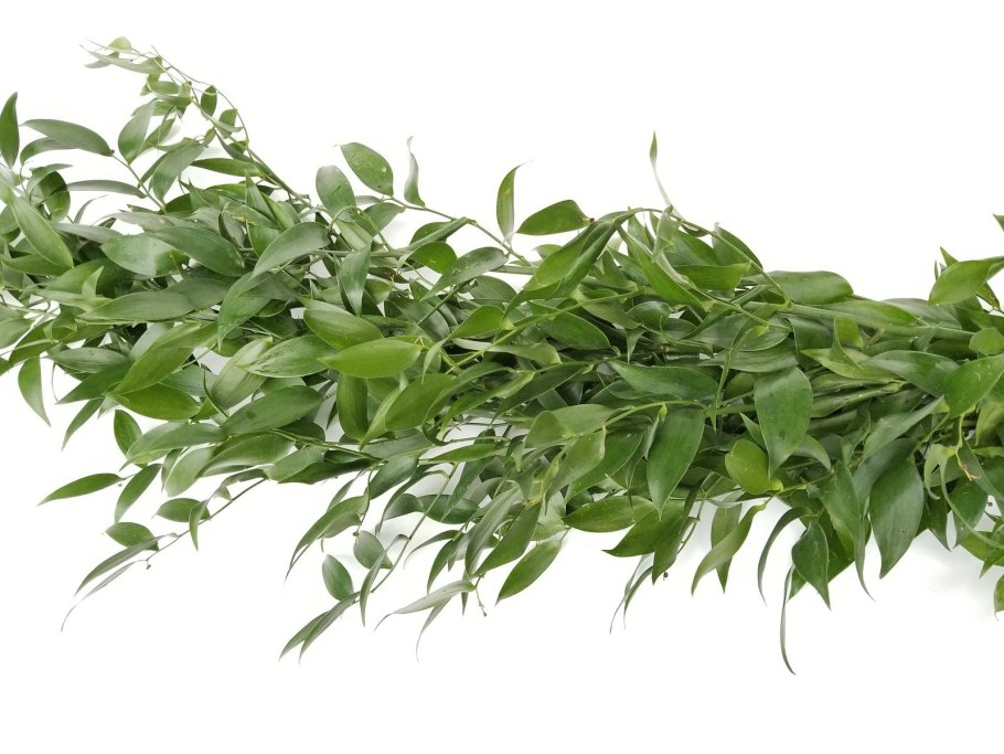 Рускус Салал