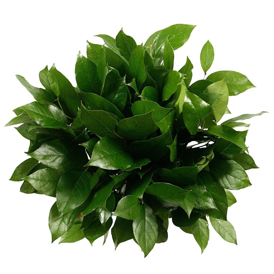 Рускус Эммер