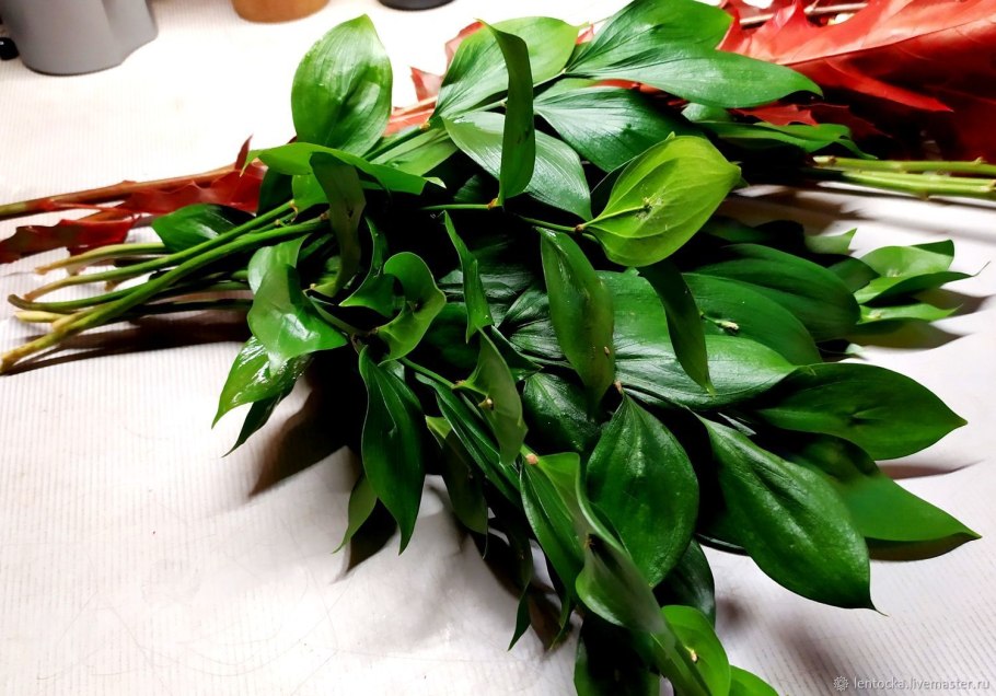 Рускус Лиана растение