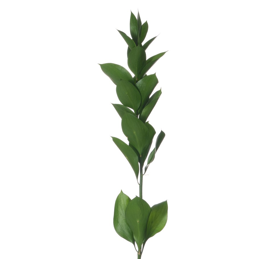 Рускус Медиум