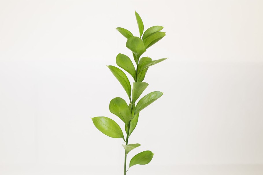 Рускус иглица