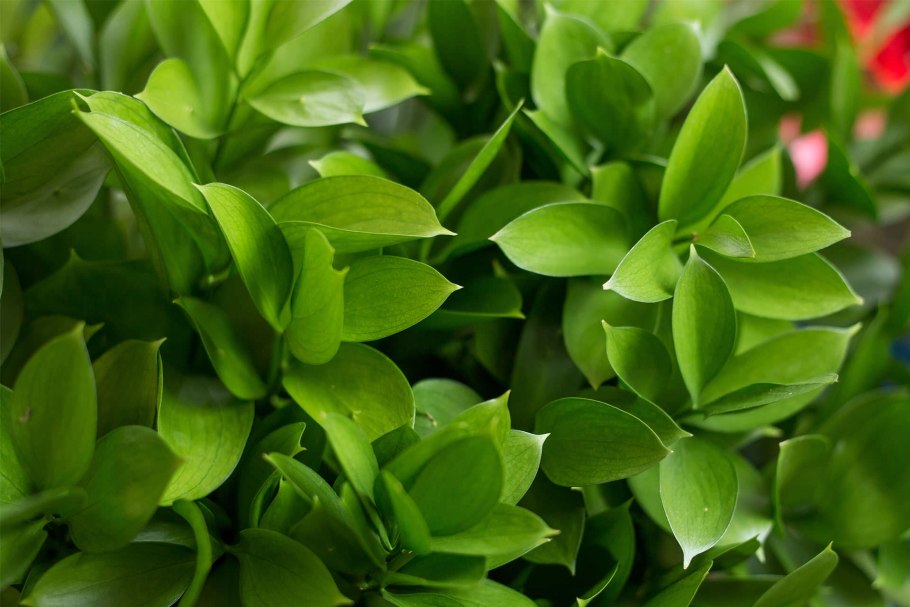 Рускус Ленг