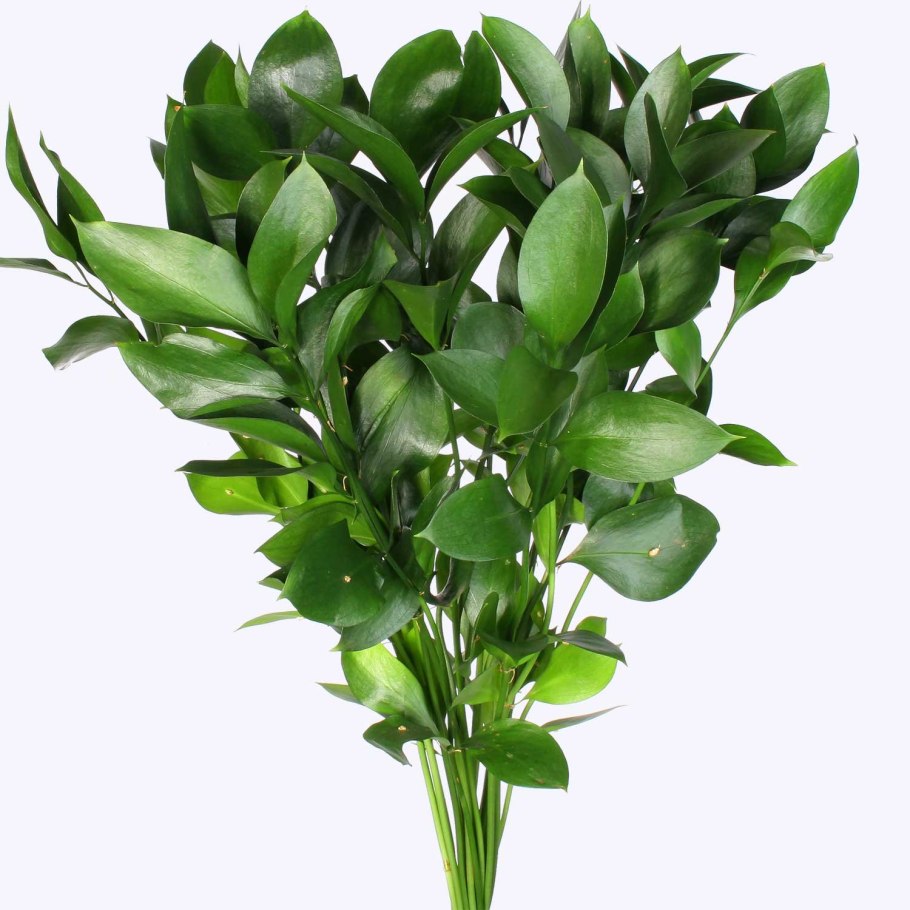 Рускус израильский