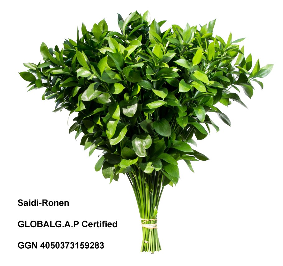 Рускус Лонг