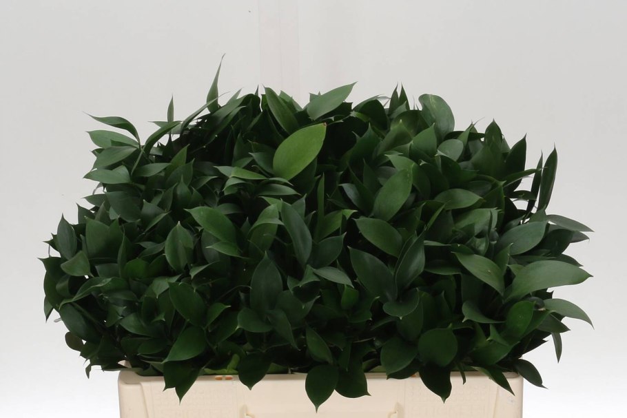 Зелень руксус Сочинский