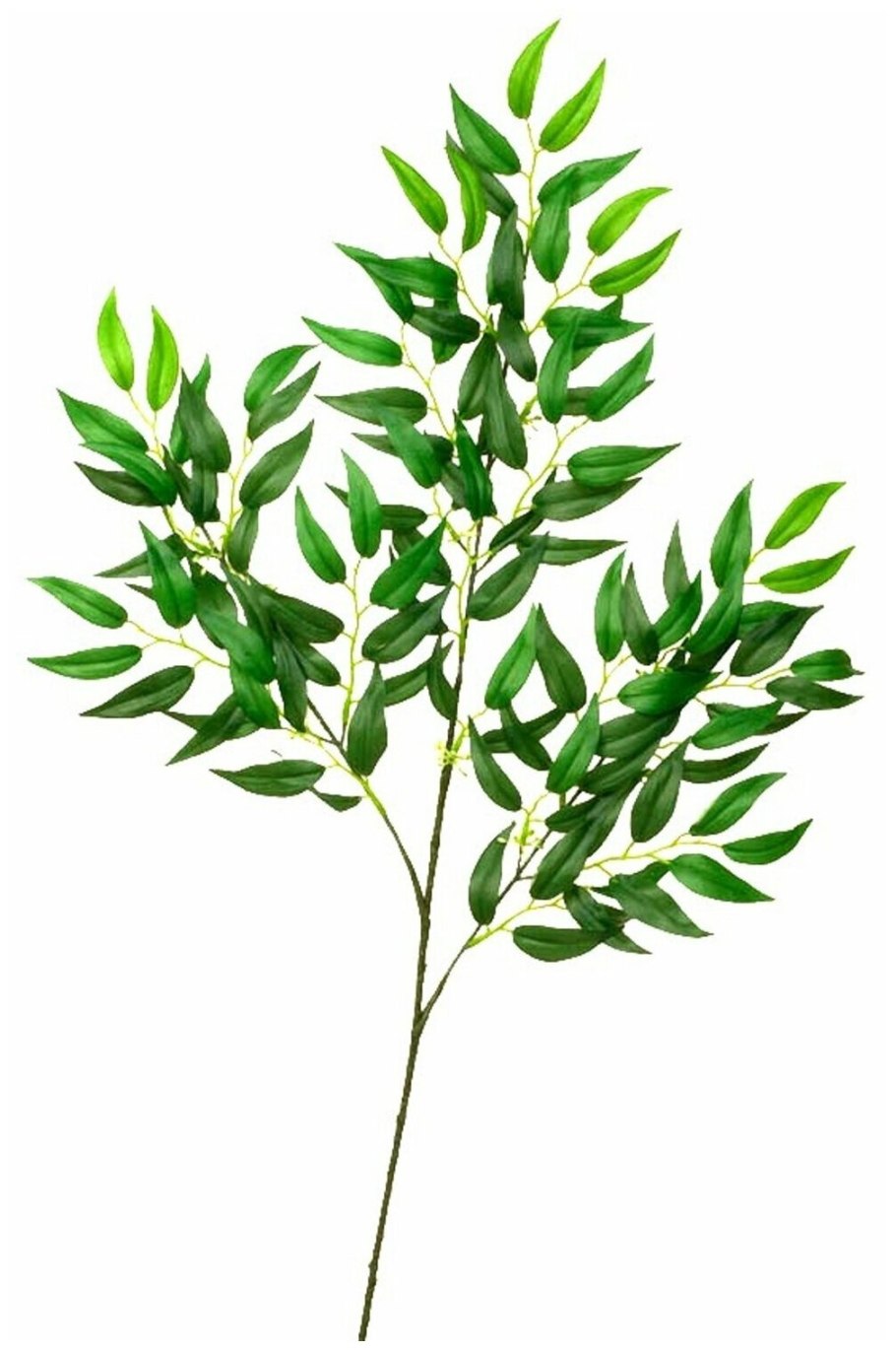 Рускус иглица