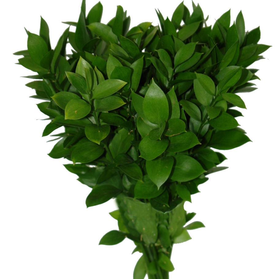 Венок из рускуса