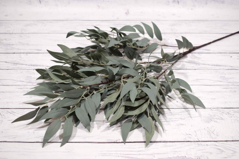 Ruscus hypophyllum Рускус