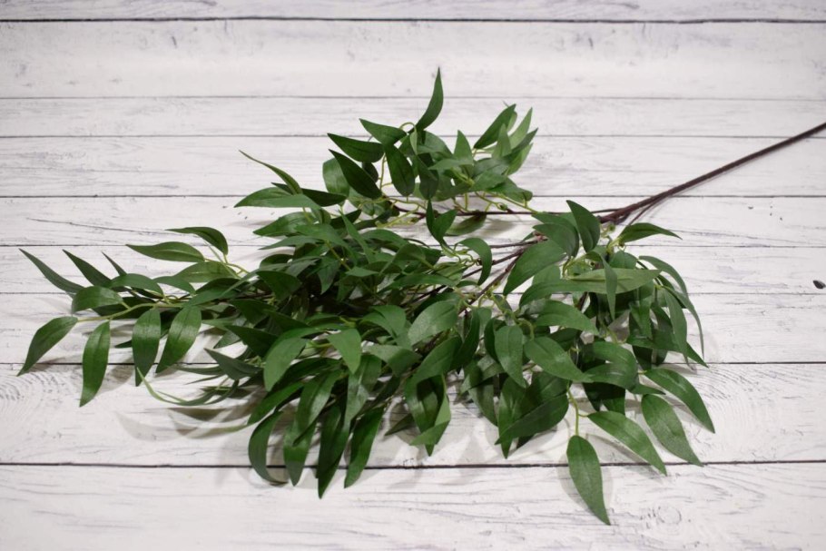 Рускус фото цветов