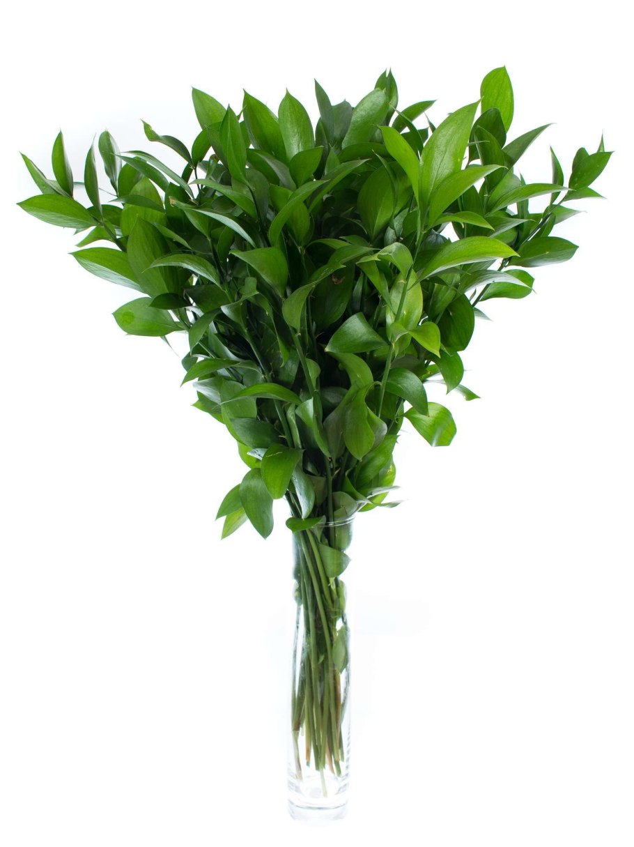 Рускус растение