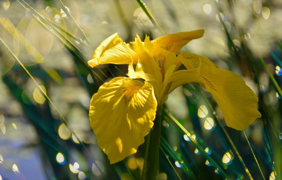 Ирис болотный (Iris pseudacorus)